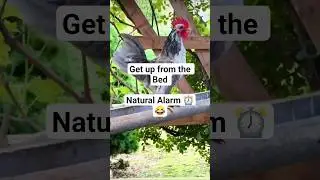Nature's Beauty #shortsfeed #nature #birdsounds #rooster #yt #viral