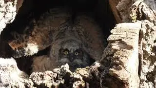 Owl defense mechanism