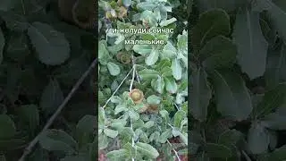 Дуб кермесовый - главный дуб горы Кармель
