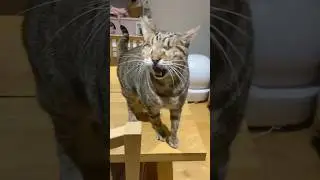 Blind cat meows sweetly 💕