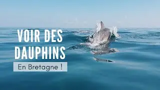 DAUPHIN BRETAGNE⎜Sortie avec l'Association Al Lark