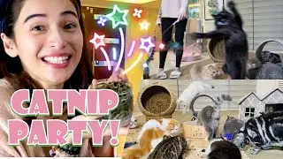 Catnip Party!