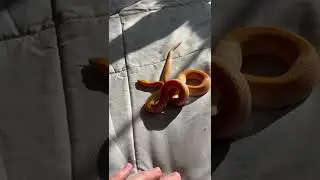 my very orange African House Snake, Penelope