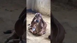 BEST RESULTS OF GIR BULL GAUTAM ❣️||#girbull #gircalf #gircow #trending