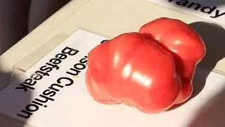 New Rutgers Tomato in Development For 250th Anniversary
