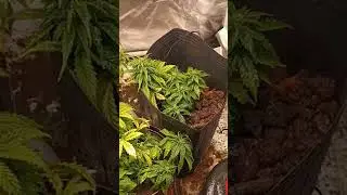 cultivo lemon og e sour diesel