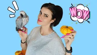 My African Grey's REACTION to the Pumpkin Patch! | He's the only one that's done this😱
