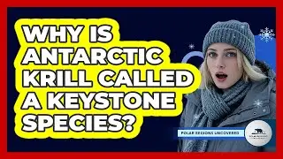 Why Is Antarctic Krill Called A Keystone Species?