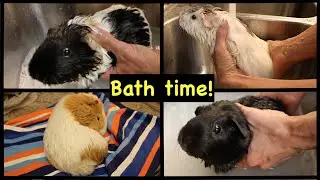Bathing the guinea pig herd