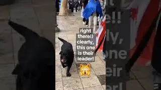 even the dogs are protesting (riot dogs of Georgia compilation 🇬🇪✊️)