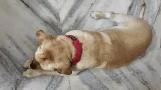 Naughty Leo #labrador #labradorpuppy #viralvideo #naughtypets #cuteanimals #love #labradorviralvideo