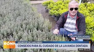 Tips para los cuidados de la LAVANDA DENTATA