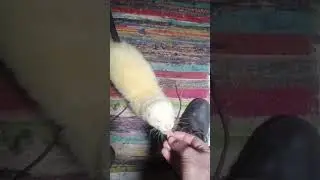 Ferret feeding, ferret food, raw meat..