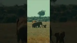 A Herd Of Elephants In The Wild