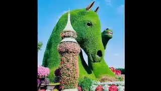 Beautiful Miracle Garden UAE | Beautiful Garden | Nature Video |#shorts#nature#uae#amazing#beautiful