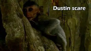 The nearly night baby Dustin screaming call mom hug, Dustin walk find mom Diamond with Piper & Nanda