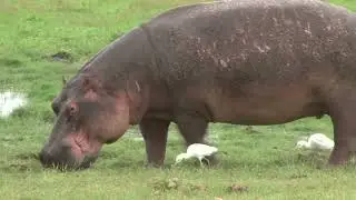 Natures Most Savage Animals Ranked