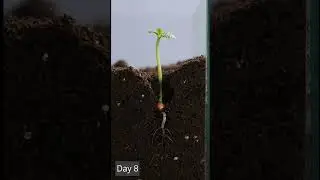 Day 1&ndash;120 | Mint Plant Growing Timelapse 🌱 | #timelapse #mint #viralvideo