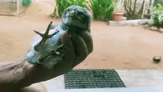 Feeding a rescued spotted owlet !!