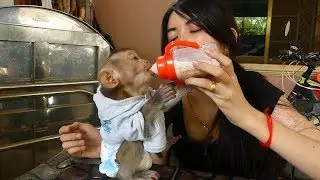 Baby Dodo Surprise When Get A New Bottle, Lovely Face And Fun Baby Monkey