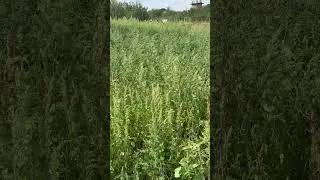 Фазаны в огороде)Природа😍 #собака #лесной #кабан #labrador #hunting #животные #nature #new #gaming