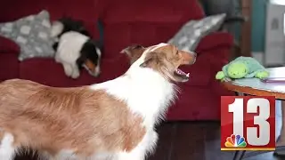 BBB: 80% of sponsored pet ads on social media could be fake