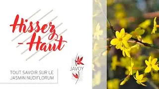01 - Hissez-Haut ! Tout savoir sur le Jasmin Nudiflorum