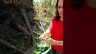 Planta&ccedil;&atilde;o de chocopower #confeitaria #dicasdeconfeitaria #chocopower