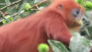 Red Leaf Monkey 5