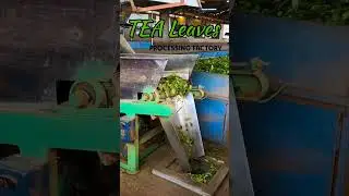 Tea Leaves Processing Factory #shaswaram #explorepage #ooty #tamilnadu #shorts #teafactory #tea