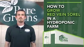 Grow Guides: Red Vein Sorel