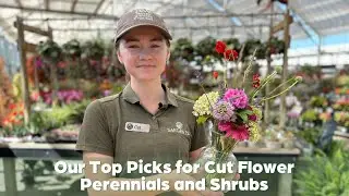 Our Top Picks for Cut Flower Perennials and Shrubs