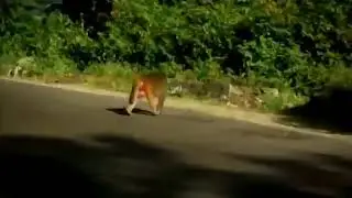 Monkey monkey with massive testicles meme