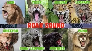Big Cat Roar Sounds