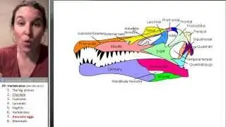 Vertebrates 7- Amniotic egg