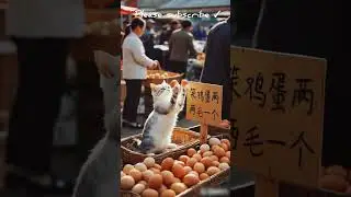 Cat story new year #ai #lifestyle #shorts