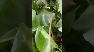 Con n&agrave;y bự #c&acirc;uc&aacute;r&ocirc;đồng #th&aacute;pmườiqu&ecirc;t&ocirc;i #caucaro #c&acirc;uc&aacute;r&ocirc;