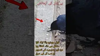 A Crow with a Broken Beak Struggling to Eat &mdash; Heartbreaking #AnimalPain#BeKind#Crow#Compassion#Viral