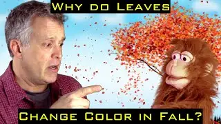 WHY DO LEAVES CHANGE COLOR IN FALL? | School science vocabulary, primary, kindergarten, preschool