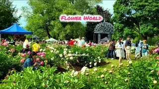Flower World |Canada #explore #nature #beautiful #famous #instagram #photography#viral#summer#canada