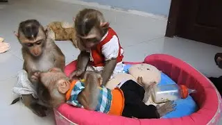 Awesome Monkey Ploy Family, Get Best Relation Nurse and Grooming Together