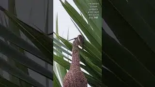 🪹🕊️ Building a Stronger Foundation: The Baya Weaver's Way   #weavers #birdnest  #birdlife