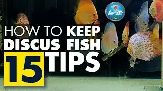 How To Keep Discus Fish || Complete Guide for Beginners || 15 Tips on Discus Fish Keeping