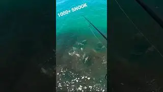 Have You Ever Seen This many Snook‼️😳 #snook #sebastianinlet #fishing