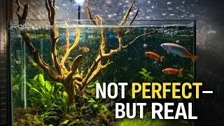 1 Year Later: This Planted Tank Taught Me Everything About Fishkeeping