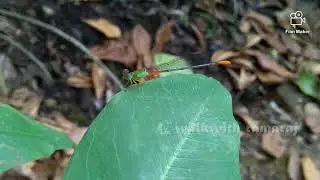 Damselflies|തുമ്പി