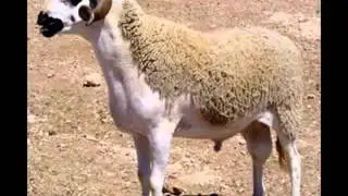 Al srdi