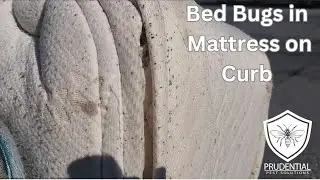 Bed Bugs in Mattress on Curb