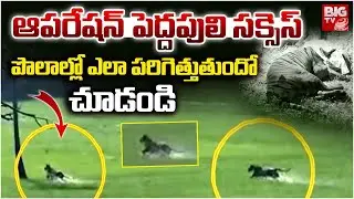 పొలాల్లో పెద్దపులి | Rajahmundry Tiger Latest Updates | Tiger Shocking Video | Operation Tiger