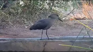 Hamerkop at The Naledi Cat-EYE - africam - explore.org